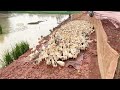 160 Days Raising Free Range Ducks - Collecting Duck eggs - The Duck