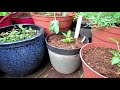 Container Gardening: All About Worm Castings, A Soilless Mix,  Refreshing Old Mix, Moisture Control
