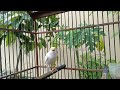 the best canary training song in the morning! make your bird sing all day long