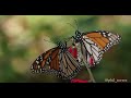 The SOUND of Millions of Monarch Butterflies!