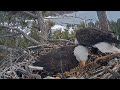 Funny Moments🤣: Bald Eagles🦅Jackie & Shadow, Big Bear Valley, USA, February 2024 #FunnyVideo,
