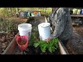 How to Grow Carrots in Containers from SEED to HARVEST