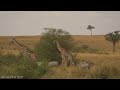 Africa 4K Relaxation Film - African Tribal Music & African Melodies