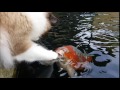 Cute Interaction Between Cat And Koi fish