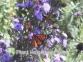 Ten Commandments of Butterfly Gardening