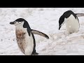 Chinstrap Penguin Colony