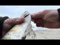 Surf Perch Fishing Spring is Almost Here 2024
