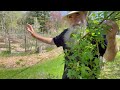 PROTECT Your Garden with THESE Plants! Part 10 - CREATING a PERMACULTURE PARADISE & FOOD FOREST!