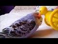 Jessie 'The Budgie' Playing & Affectionate Head Rub!