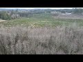 Preliminary video of 0 Langworthy Rd. 40 acre parcel for sale in Thurston County, Washington.