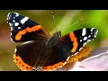 Different Kinds of Orange Butterflies Fritillary  Monarch Admiral