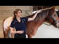 How to Pull a Horse's Mane (Safely & Easily)