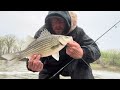 How to catch Hybrid striped bass and white bass on the Des Moines River