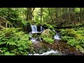 4K Rock moss and spring water / Uriwari Falls gushing out from the sacred forest