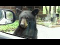 Momma Bear & Cubs In Gatlinburg, TN