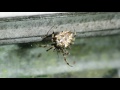Scottish Spider