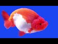 Goldfish Behavior | What Do These Goldfish Behaviors Mean?