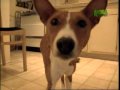 Breed All About It - Basenji