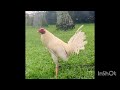 BULIK / DOME - LGV CAL 40 GAMEFARM - CRIS & MARC LLANES QUALITY GAMEFOWL IN THE PHILIPPINES...