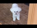 강아지VLOG| 설탕이가 아파요😔| 흰죽 먹고 회복하기🐶