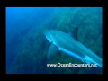 Freediving with Great White Sharks - Ocean Encounters