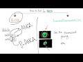 Anti Neutrophilic Cytoplasmic Antibodies (ANCA)