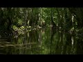 Birdsong by the River - Birds Chirping in the Forest - Flowing Water Sounds for Sleep & Relaxation