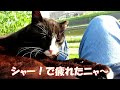 【ワレニャン】巨大犬に対抗する猫のシャー！砲 Hiss cannon used by a cat against giant dog.