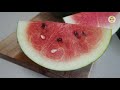 Watermelon in pot - from Seed to Watermelon