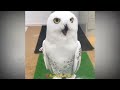OWL BIRDS🦉- A Funny Owls And Cute Owls Videos Compilation (2021) #007 | Funny Pets Life