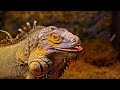 African Wildlife: Explore the Wonderful Beauty of Nature with Soothing Music | 4K Ultra HD