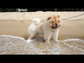 CHOWCHOW TOBYPUFF AT THE BEACH!!