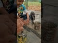 Baby dove feeding with chicken  pellets