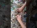 sibolang anak anak Mecari sarang burung mprit. #videoviral #videoshorts