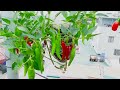 Tips for growing Chili in plastic bottles with many fruits and for year round harvest
