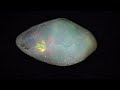 In remembrance of Mia - Mine: more milestones on My Opal Journey