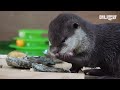 Baby Otter’s Reaction Tasting Abalone For The First Time Lol