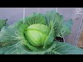 Amazing with hanging cabbage growing method - Growing cabbage from seeds