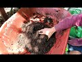 Complete Guide to DIY Soil Recipes: Starting Mixes, Garden Soils, & Container Soils: Time Stamps!