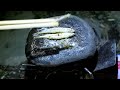 Cooking the fish I got on a SIZZLING HOT ROCK 【ENG SUB】
