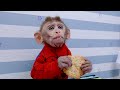 Monkey BobBob doing washing machine eat eggs ,fruit animals videos.