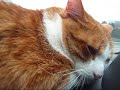 Cute Sneezing cat goes to vet