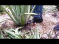 Aloe Vera Plant Care - Removing Pups and leaves