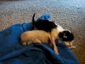 Karen's Newborn Kitties