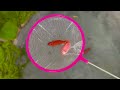 Rescuing Fish From The Desert, Ornamental Fish And Zebra Striped Fish. Goku Fishing
