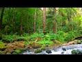 Relaxing Piano Music 24/7, Stress Relief Music, Sleep Music, Meditation Music, Study, Calming Music