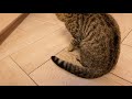 Cat vs fake cat- 3 Pranks for my kitten