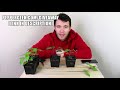 Pruning Pepper Plants - How To Prune Peppers For Bigger Harvests - Pepper Geek