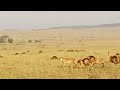 Male lions fighting on the Massai Mara