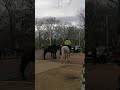 horse on the lose in london